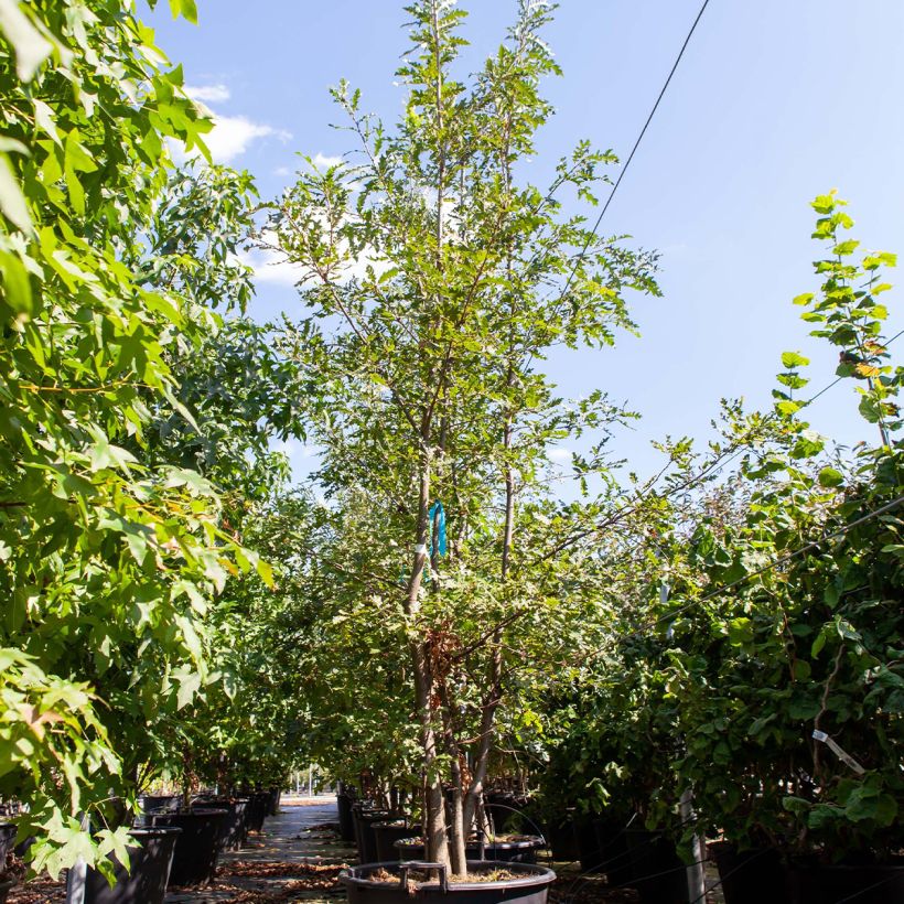 Quercus cerris - Chêne chevelu ou Chêne lombard - Pot de 80L./90L. Cépée esemplare consegnato in primavera