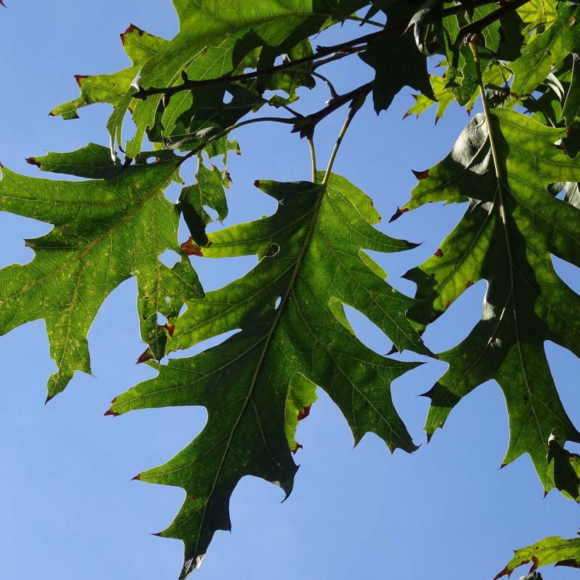 Quercus coccinea Splendens - Quercia scarlatta (Fogliame)