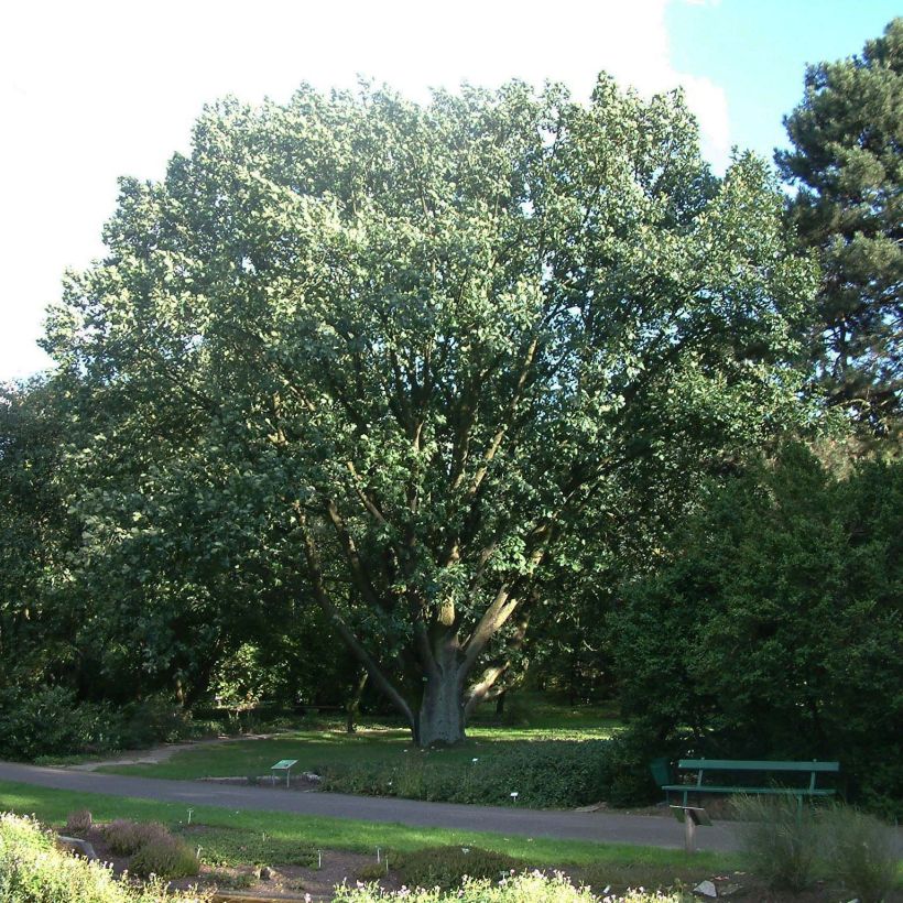 Quercus frainetto (Porto)