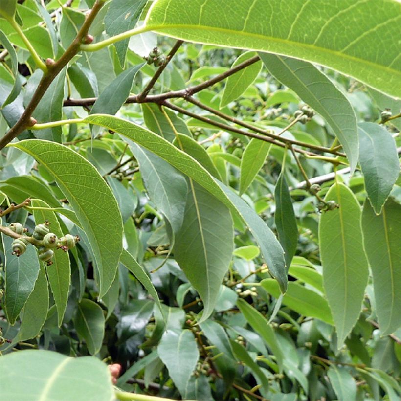 Quercus myrsinifolia - Quercia (Fogliame)