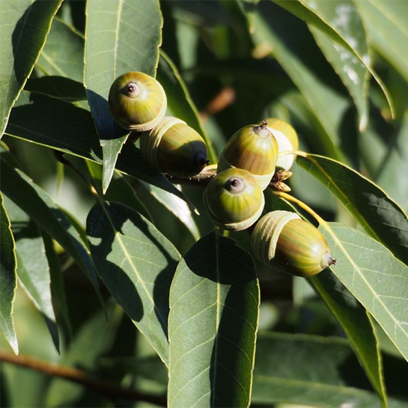 Quercus myrsinifolia - Quercia (Raccolta)