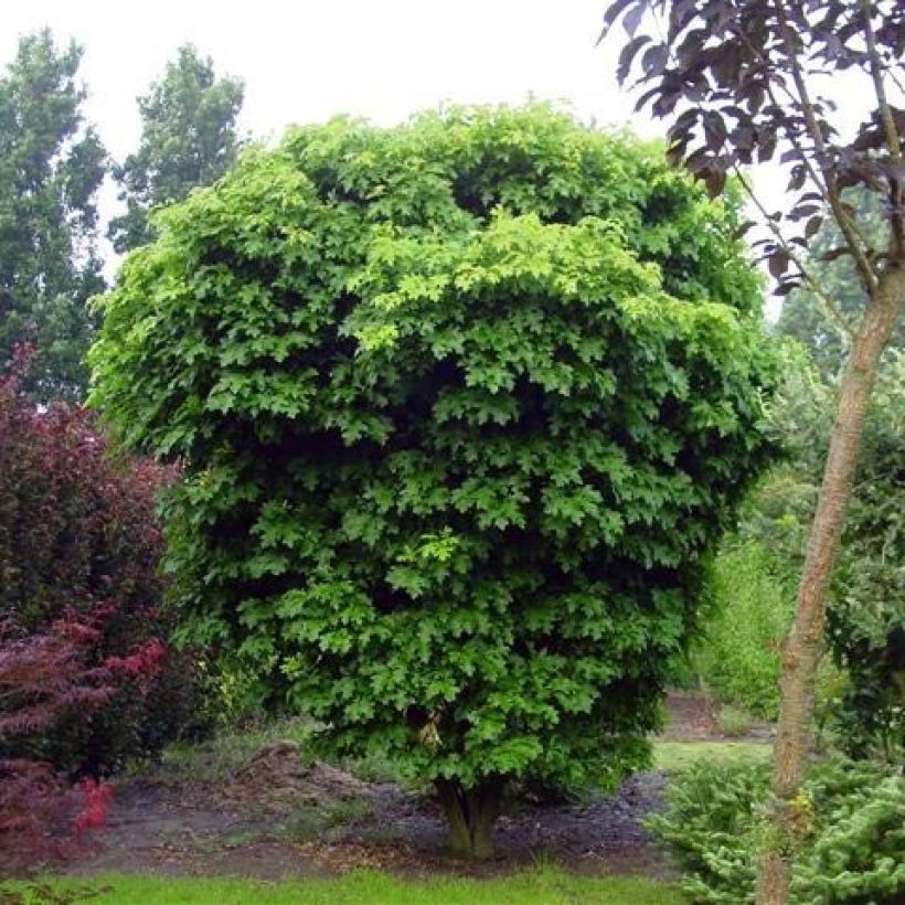 Quercus palustris Isabel - Quercia palustre (Porto)