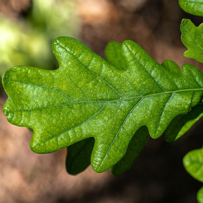 Quercus robur Fastigiata - Farnia (Fogliame)