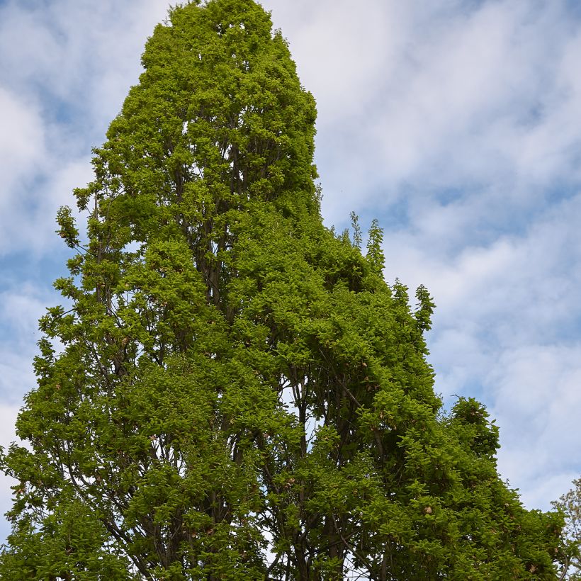 Quercus robur Fastigiata - Farnia (Porto)