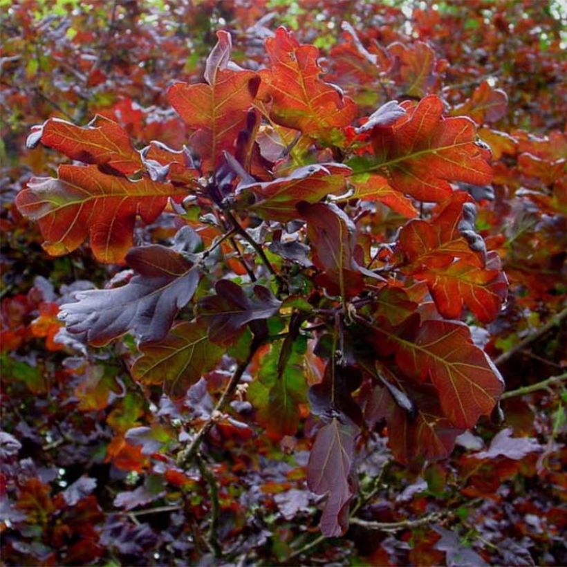 Quercus robur Purpurascens - Farnia (Fogliame)