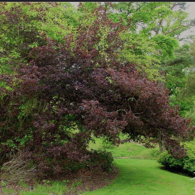 Quercus robur Purpurascens - Farnia (Porto)