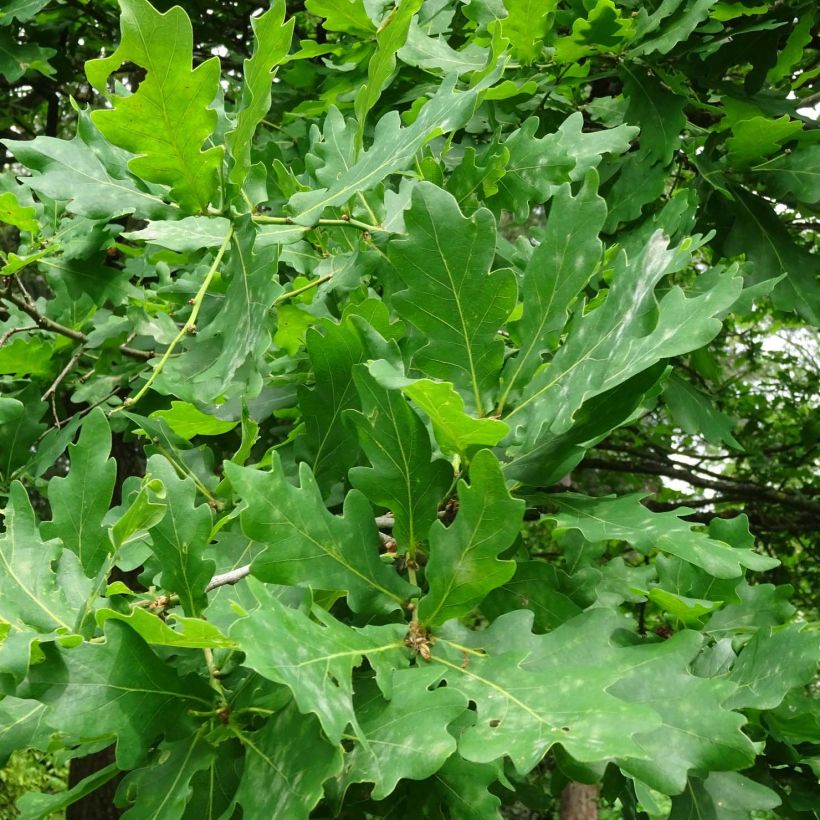 Quercus robur - Farnia (Fogliame)