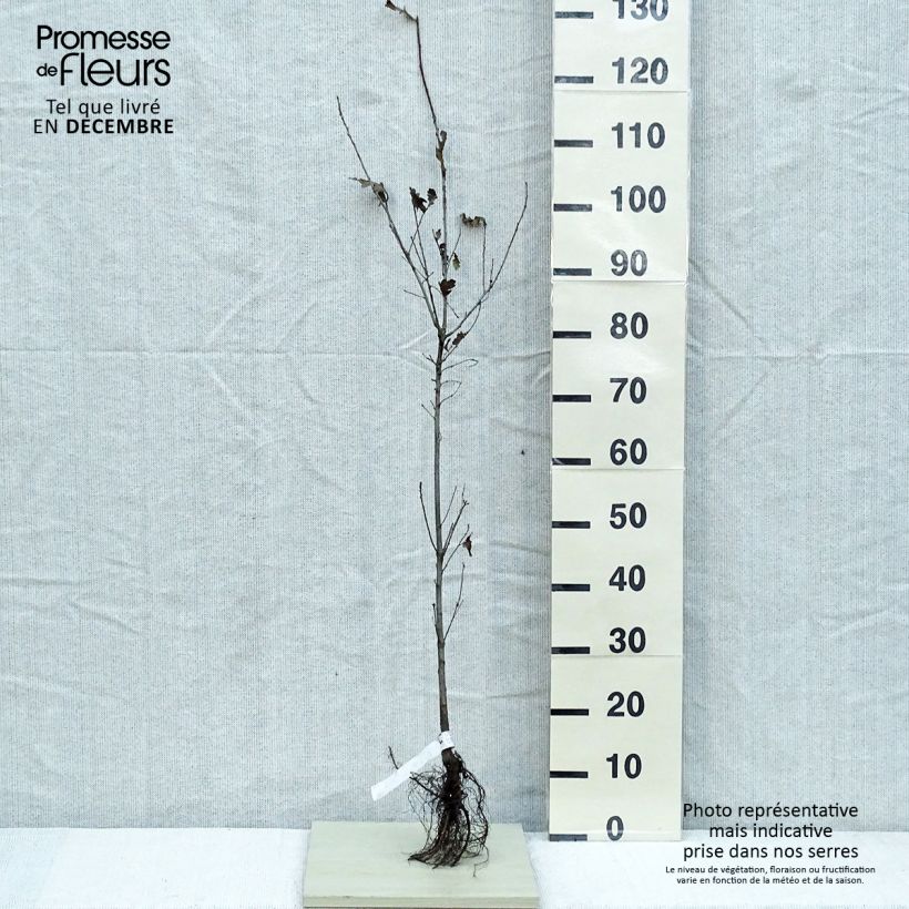 Chêne pédonculé - Quercus robur en racines nues 80/120cm esemplare consegnato in inverno