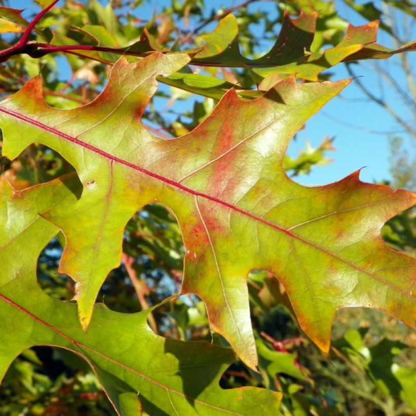 Quercus rubra - Quercia rossa (Fogliame)