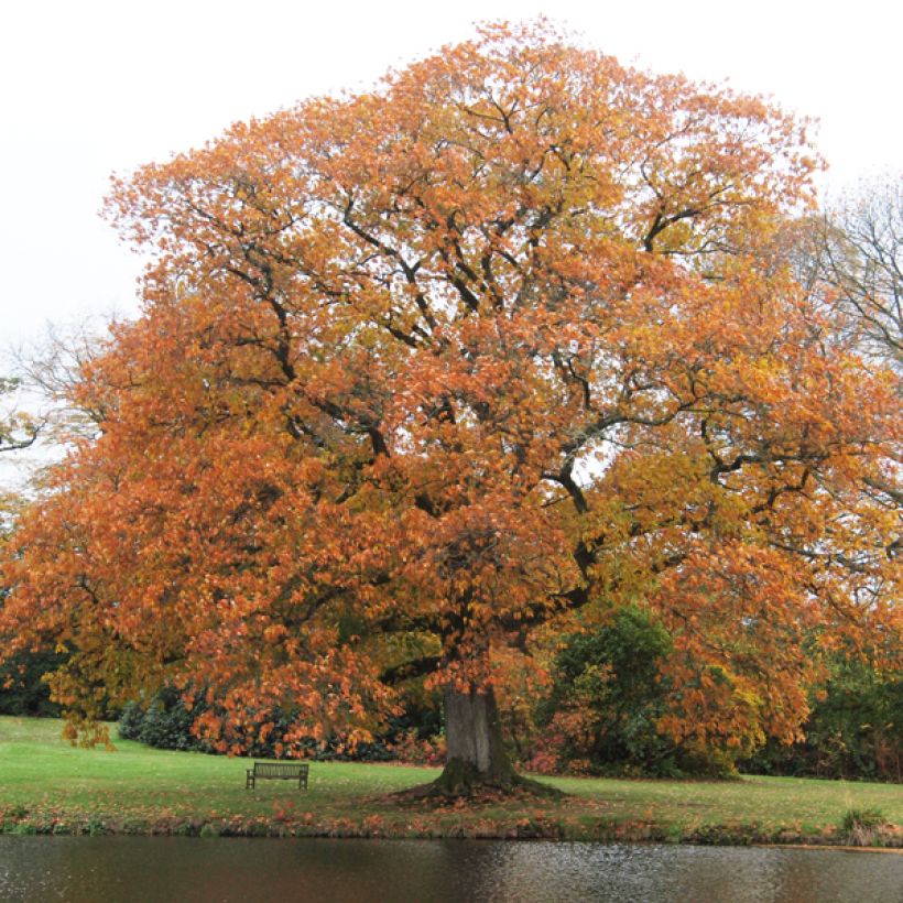 Quercus rubra - Quercia rossa (Porto)