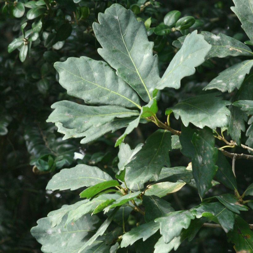 Quercus turneri var.pseudoturneri Spencer Turner - Quercia (Fogliame)