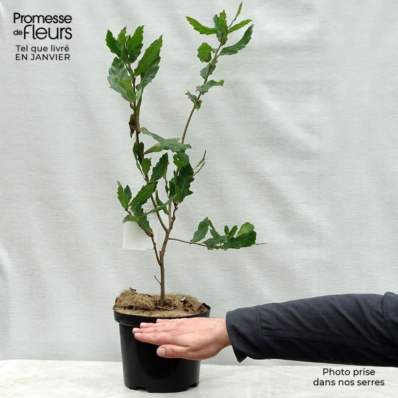 Chêne de Turner - Quercus turneri pseudoturneri Pot de 4L/5L esemplare consegnato in inverno