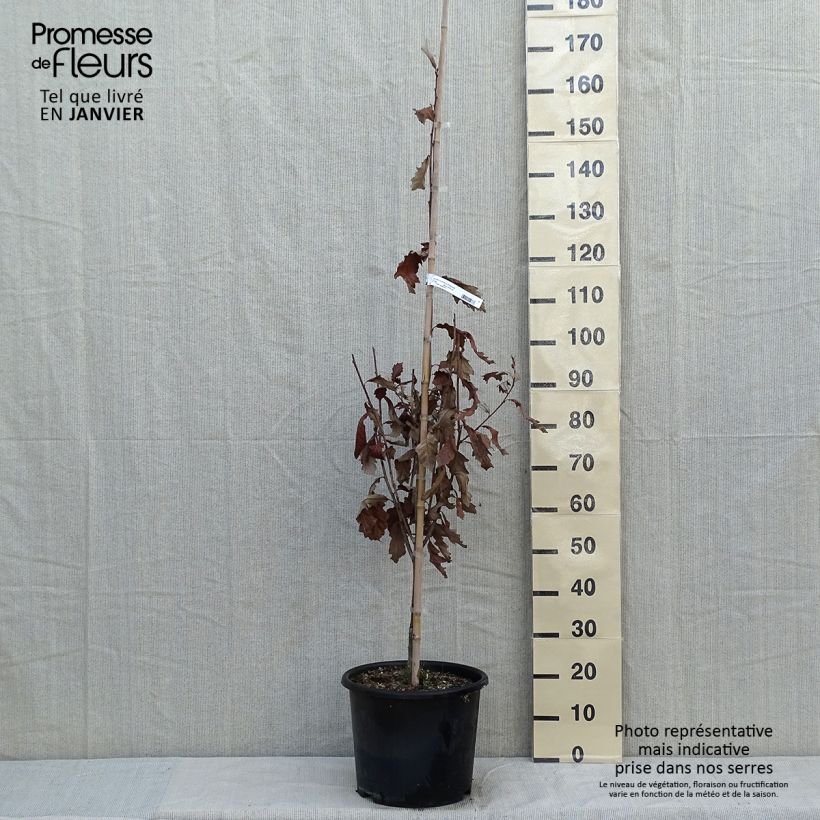 Quercus (x) warei Windcandle - Chêne hybride Pot de 12L/15L esemplare consegnato in inverno