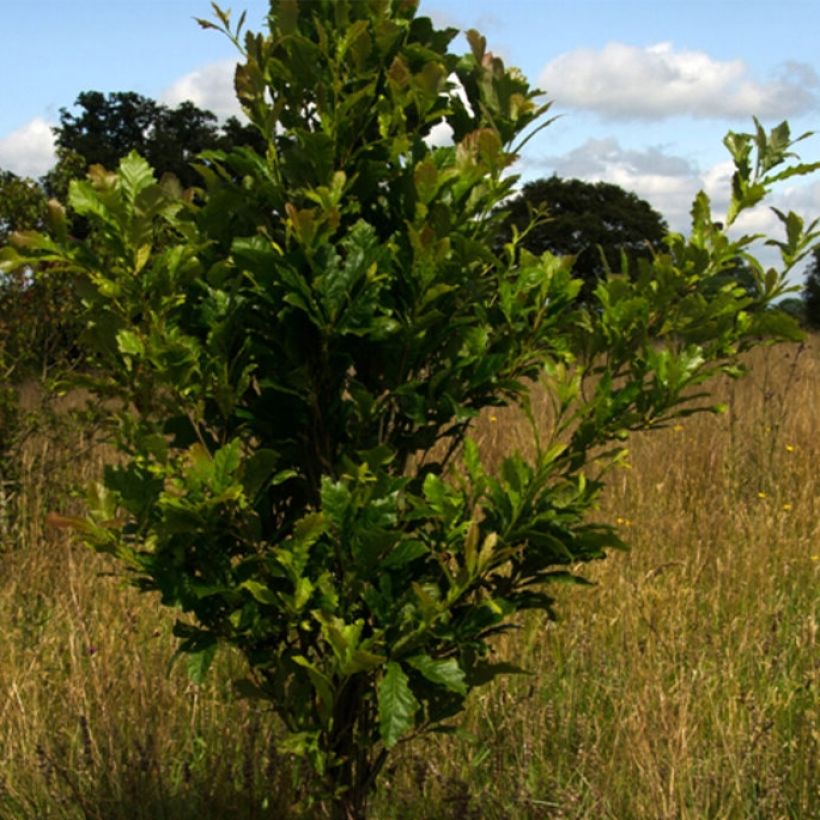 Quercus warei Windcandle - Quercia (Porto)