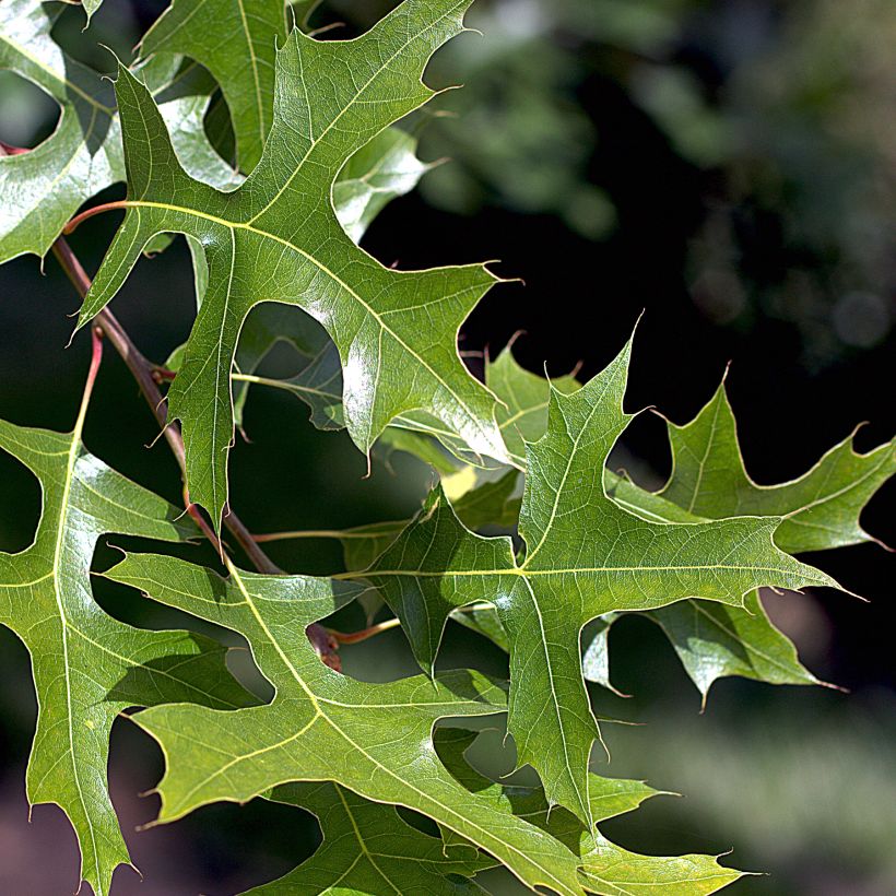 Quercus palustris - Quercia palustre (Fogliame)