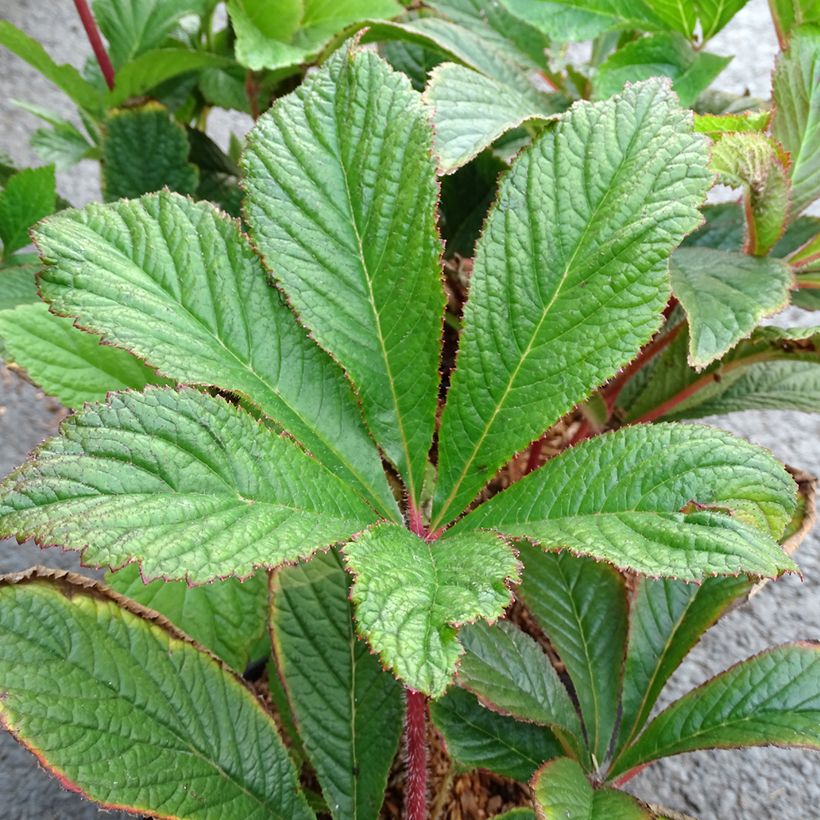 Rodgersia pinnata Bronze Peacock (Fogliame)