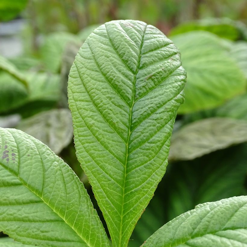 Rodgersia La Blanche (Fogliame)