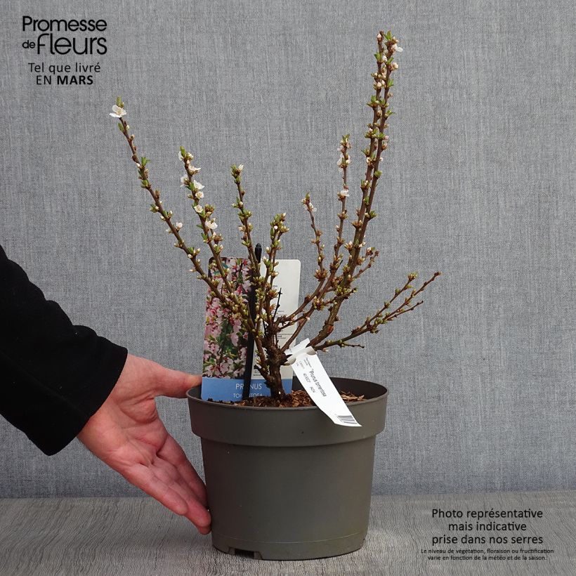 Ragouminier - Prunus tomentosa Pot de 2L/3L esemplare consegnato in inverno