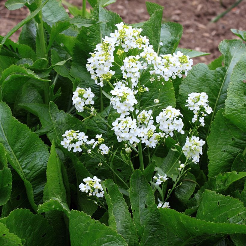 Armoracia rusticana (piante) - Cren (Fioritura)