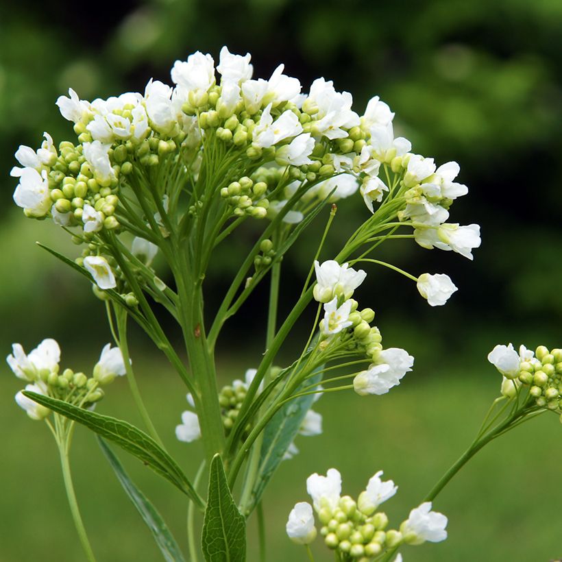 Armoracia rusticana - Cren (Fioritura)