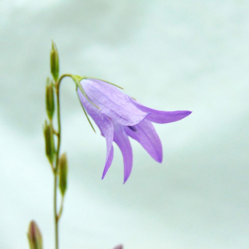 Campanula rapunculus - Campanula commestibile (Fioritura)