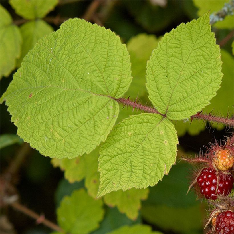 Rubus phoenicolasius Raisin du Japon - Lampone giapponese (Fogliame)