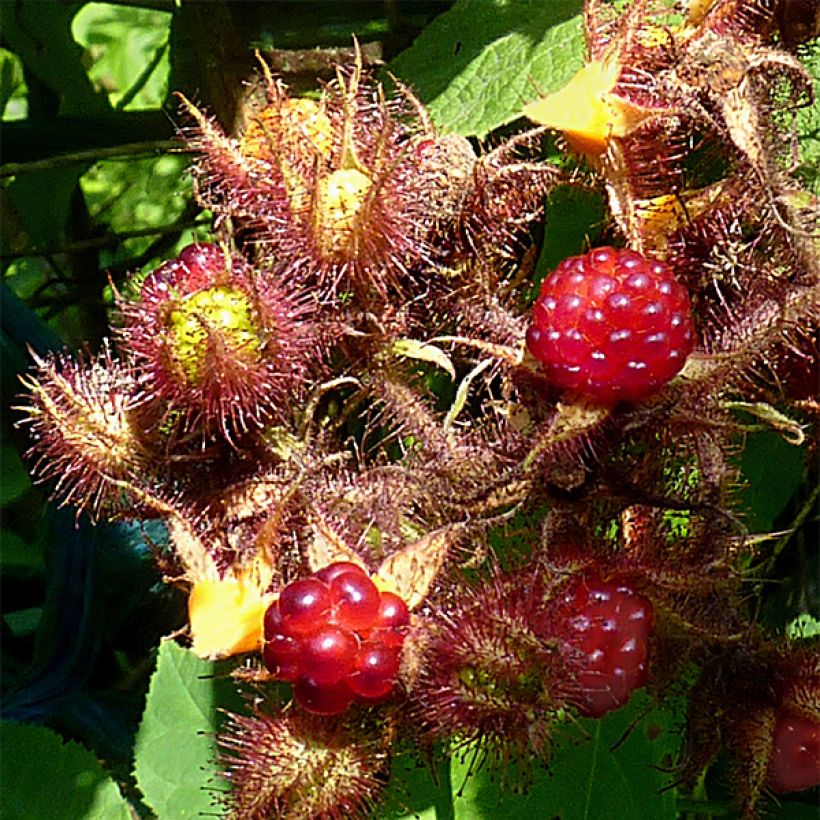 Rubus phoenicolasius Raisin du Japon - Lampone giapponese (Raccolta)