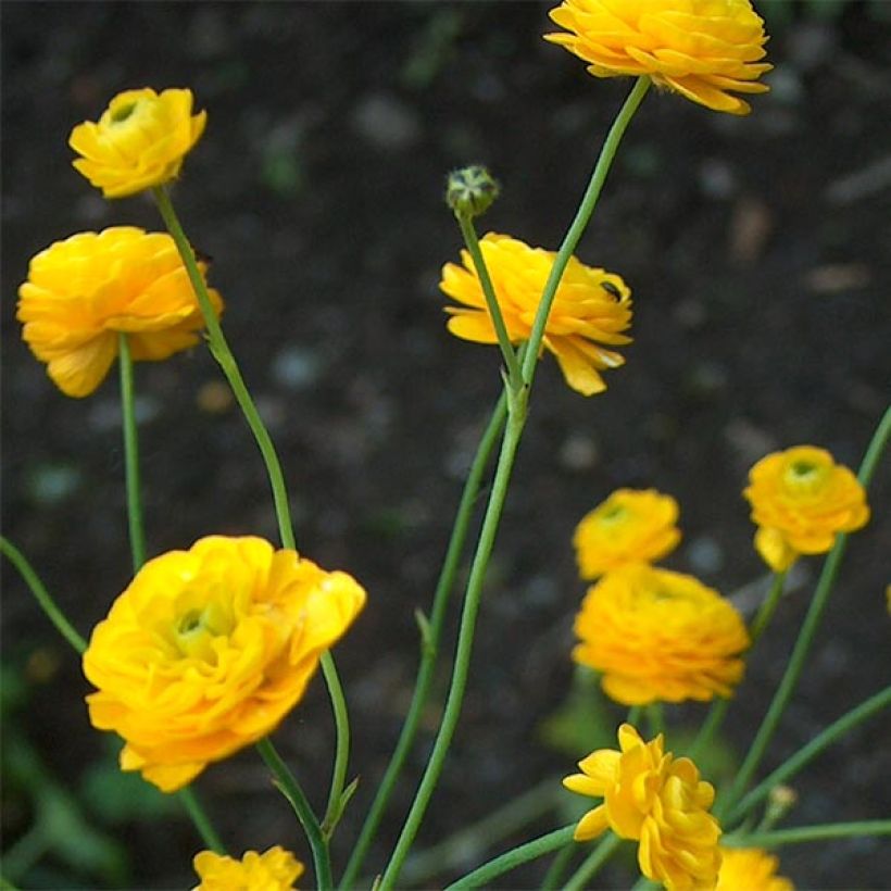 Ranunculus acris Multiplex - Ranuncolo doppio (Fioritura)