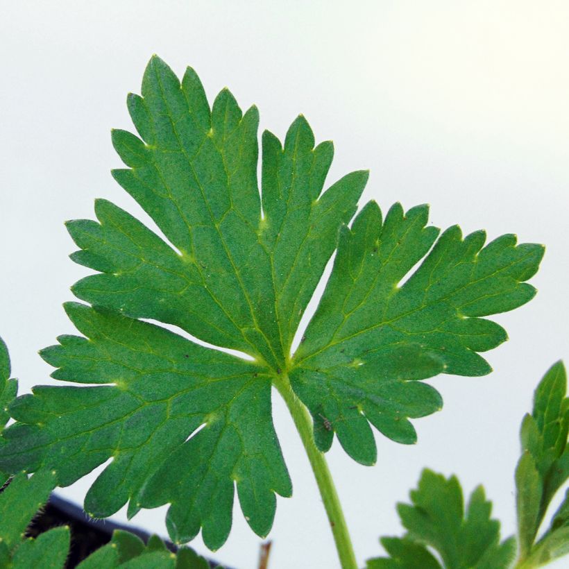 Ranunculus acris Multiplex - Ranuncolo doppio (Fogliame)