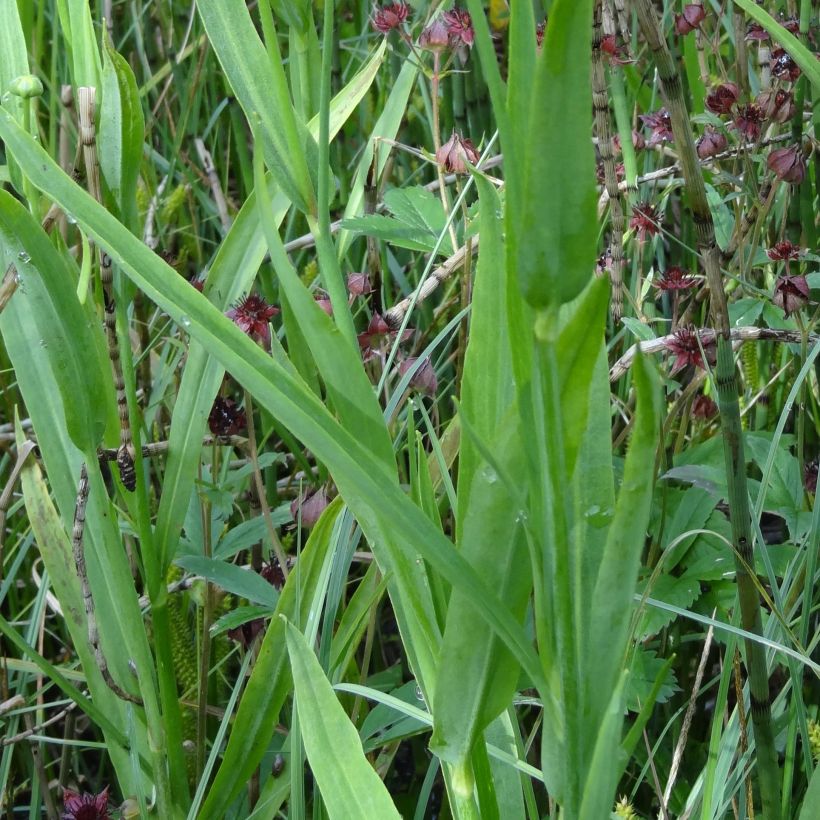 Ranunculus lingua - Ranuncolo delle canne (Fogliame)