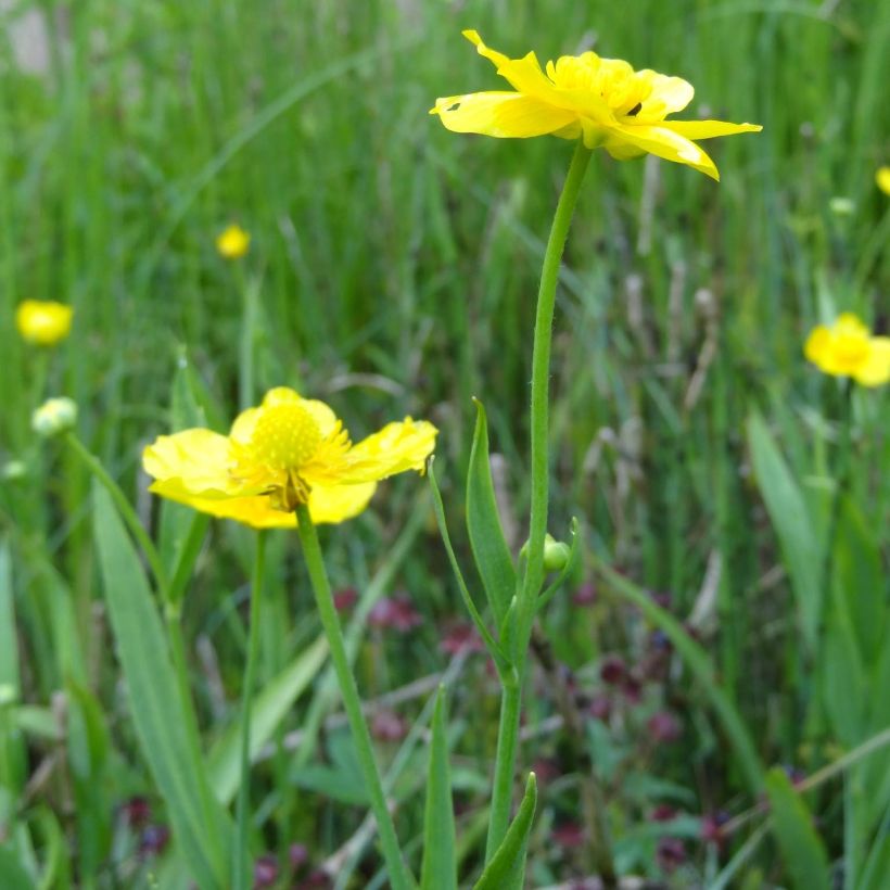 Ranunculus lingua - Ranuncolo delle canne (Fioritura)