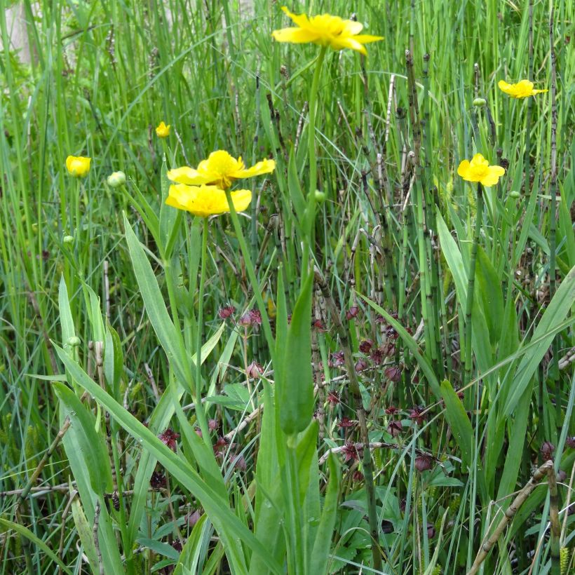 Ranunculus lingua - Ranuncolo delle canne (Porto)