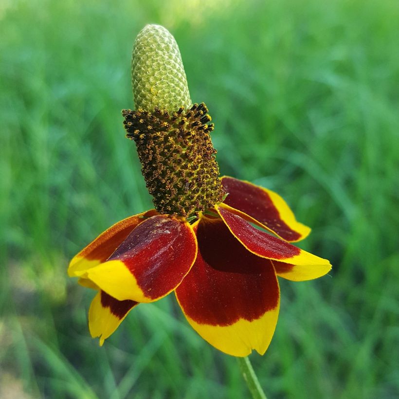 Ratibida columnifera - Cappello messicano (Fioritura)