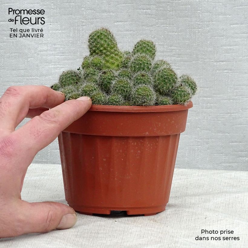 Rebutia sp. Pot de 13 cm esemplare consegnato in inverno