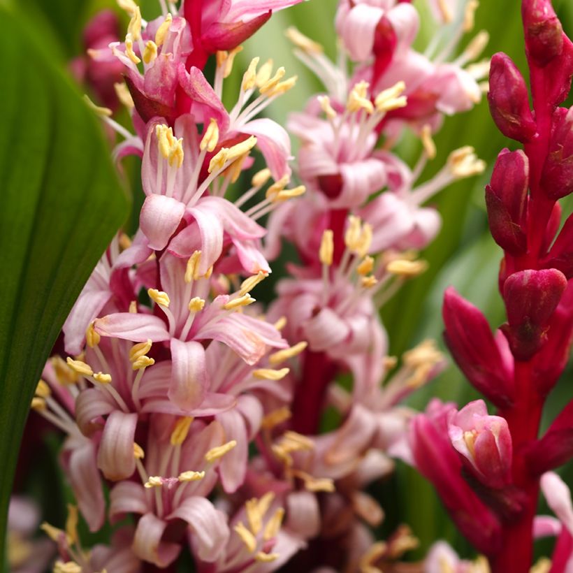 Reineckea carnea (Fioritura)