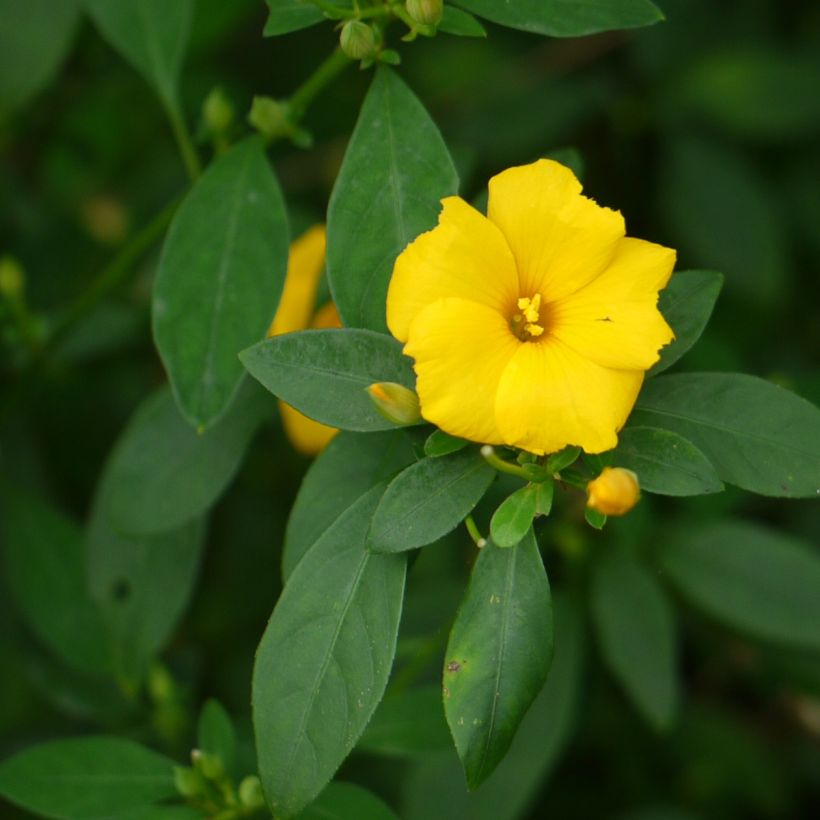 Reinwardtia indica (Fogliame)