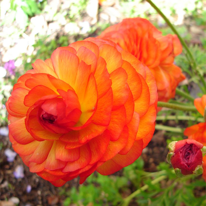 Ranuncolo asiatico Orange (Fioritura)