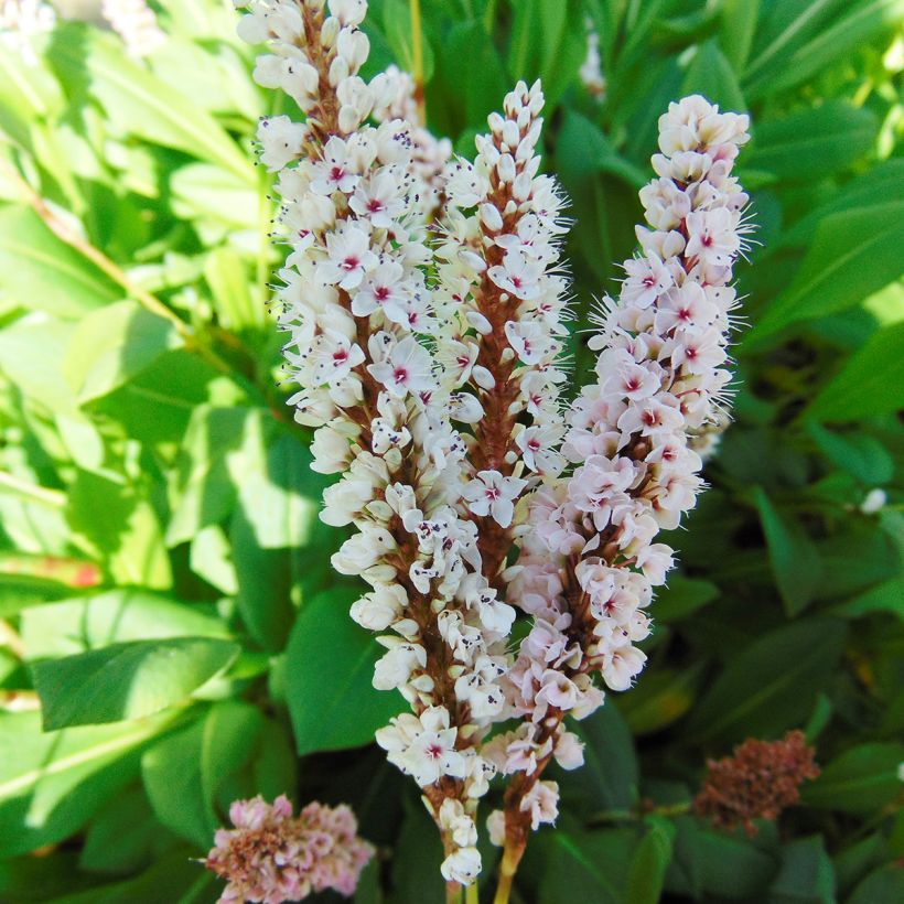 Persicaria affinis Donald Lowndes (Fioritura)