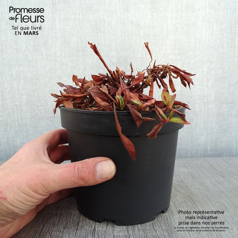 Renouée - Persicaria affinis Kabouter en pot de 2L/3L esemplare consegnato in inverno