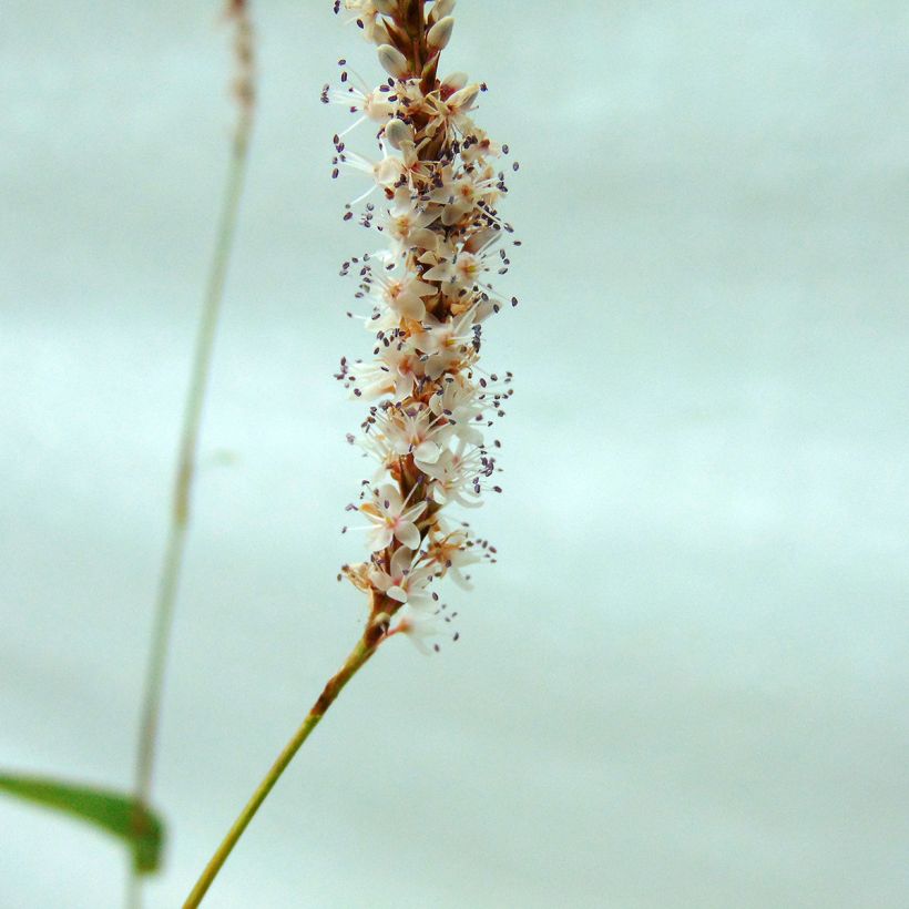 Persicaria amplexicaulis Alba (Fioritura)