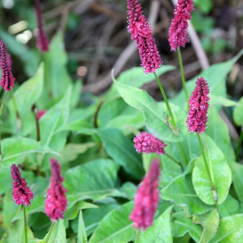 Persicaria amplexicaulis Blackfield (Fioritura)