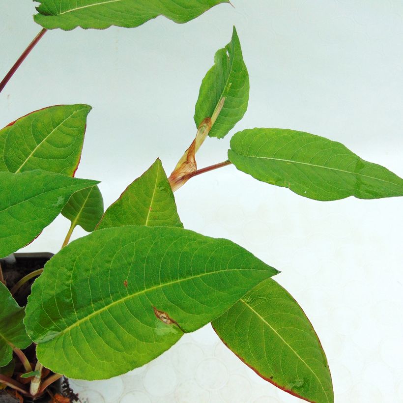 Persicaria amplexicaulis Fat Domino (Fogliame)