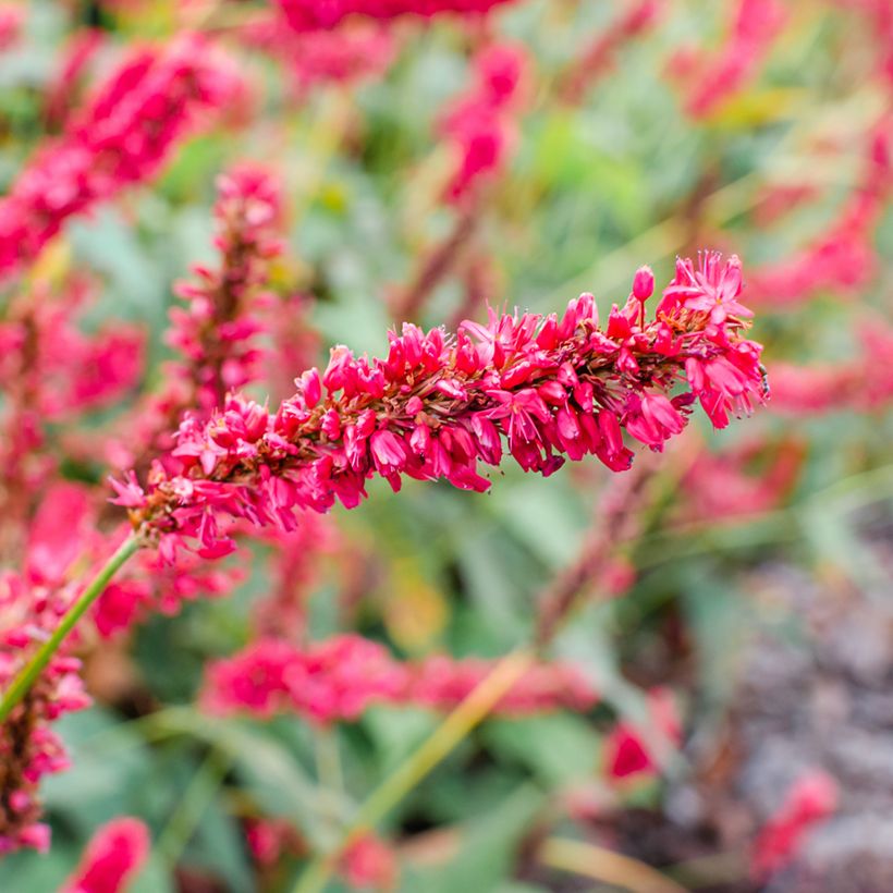 Persicaria amplexicaulis Fat Domino (Fioritura)