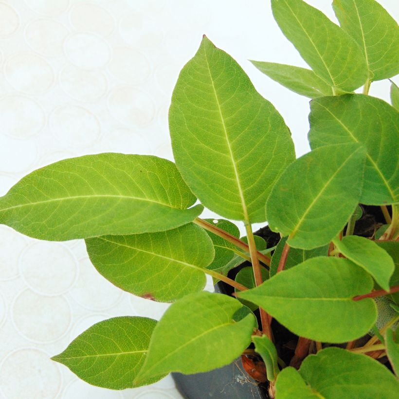 Persicaria amplexicaulis Inverleith (Fogliame)