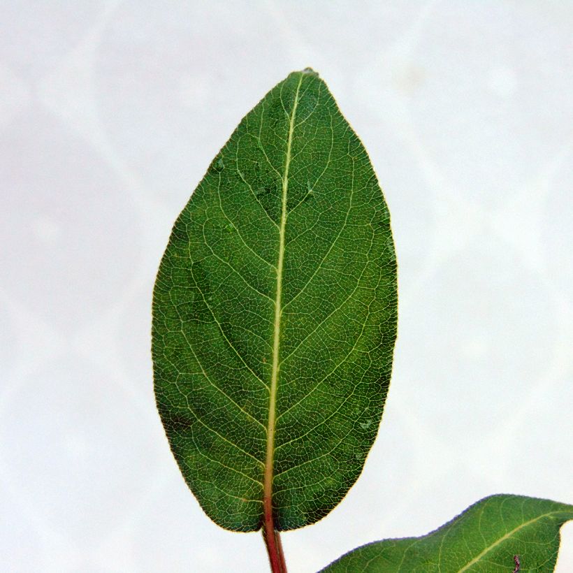 Persicaria amplexicaulis Orange Field (Fogliame)