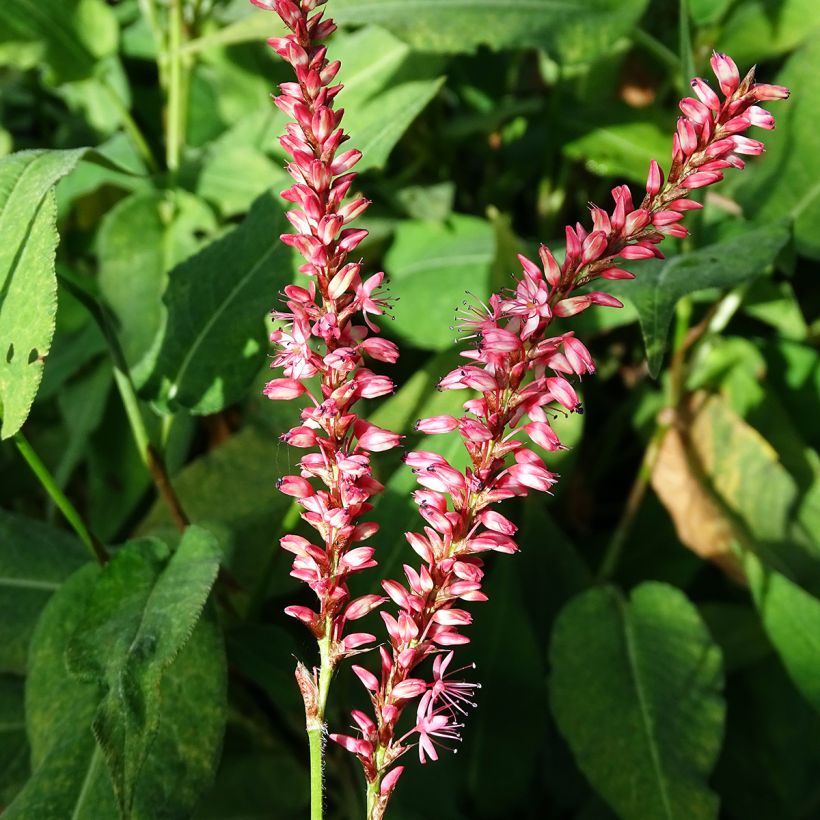 Persicaria amplexicaulis Orange Field (Fioritura)