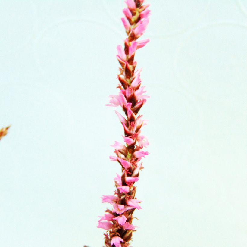 Persicaria amplexicaulis Pink Elephant (Fioritura)