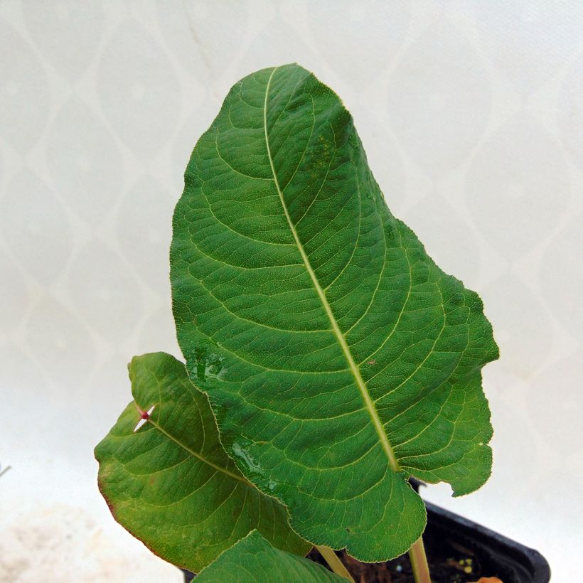 Persicaria amplexicaulis Rosea (Fogliame)