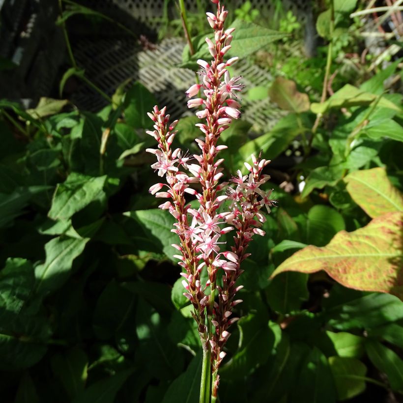 Persicaria amplexicaulis Rosea (Fioritura)