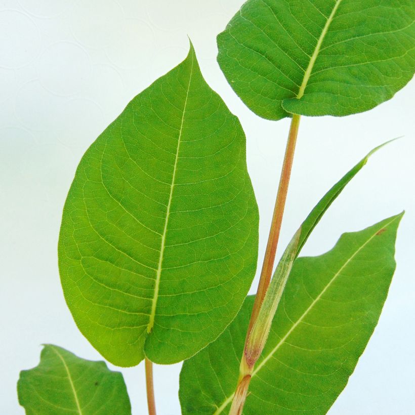 Persicaria amplexicaulis Taurus (Fogliame)